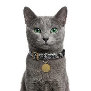 Collar antiahogo para gato en cuero plateado serpiente