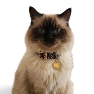 Collar antiahogo para gato en cuero negro dorado con placa corazón brillante