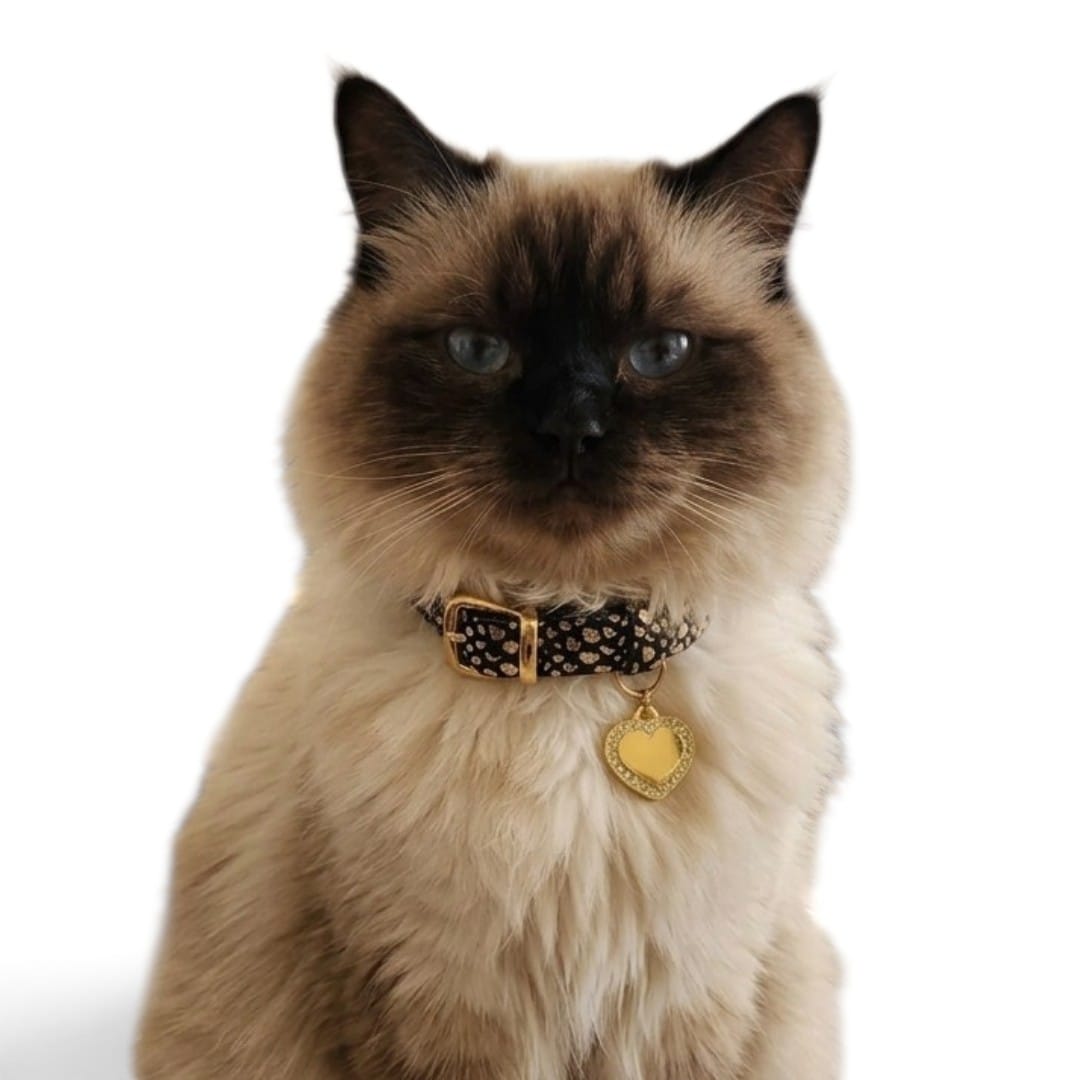 Collar antiahogo para gato en cuero negro dorado con placa corazón brillante